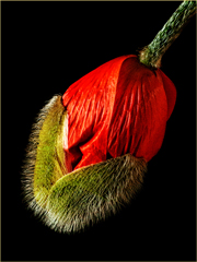 Oriental Poppy Opening