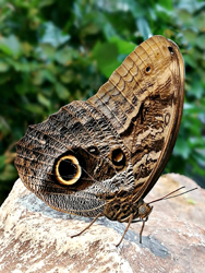 Owl Butterfly, Vienna