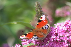 Peacock Butterfly