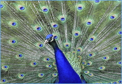 Peacock