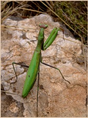 Praying Mantis on Display