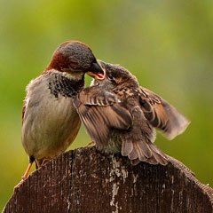 Providing Lunch