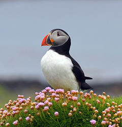 Puffin in the Pink