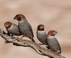 Red Headed Finches