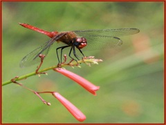 Red Meadowhawk