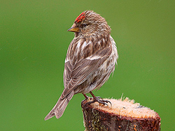 Redpoll