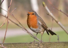 Robin