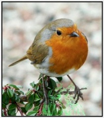 Robin