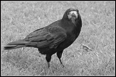 Rooks have feelings too