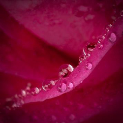 Rose Water 022