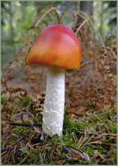 Russula