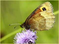 Scotch Argus Butterfly