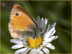 Small Heath on Garden Daisy