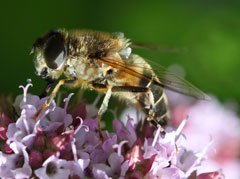 the-pollen-collector