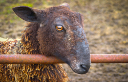 Watching Ewe