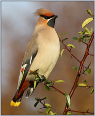 Waxwing