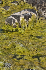 Weed in Rock Pool