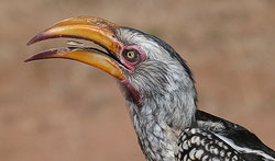 Yellow Billed Hornbill