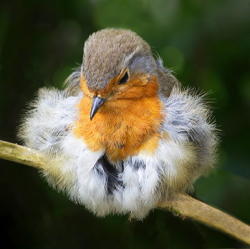 Young Robin After Preening